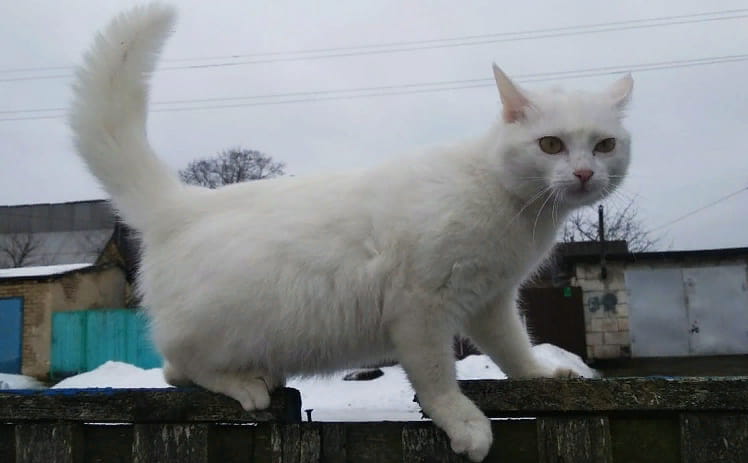 Кошка