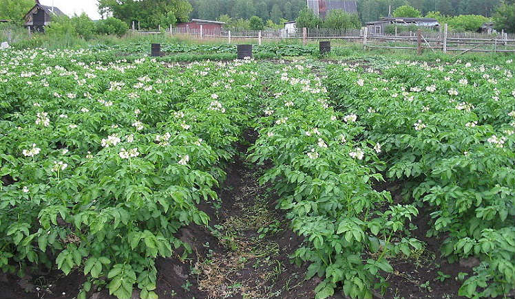 Картофельное поле