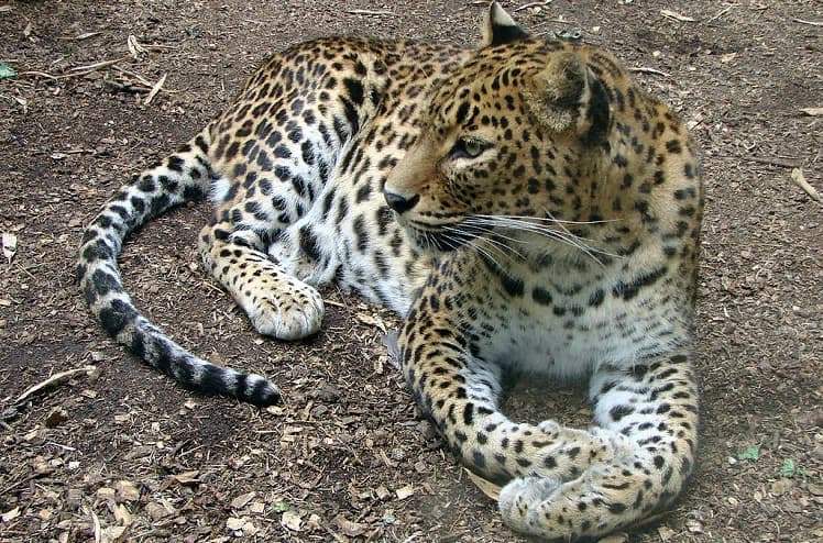Леопард
