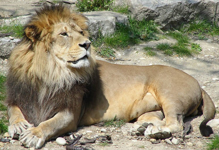 Лев