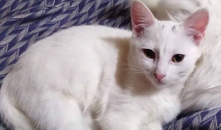Кошка Мурка на кровати Кошка Мурка