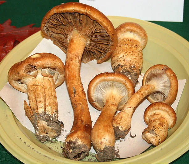 Паутинник Триумфальный Паутинник Триумфальный