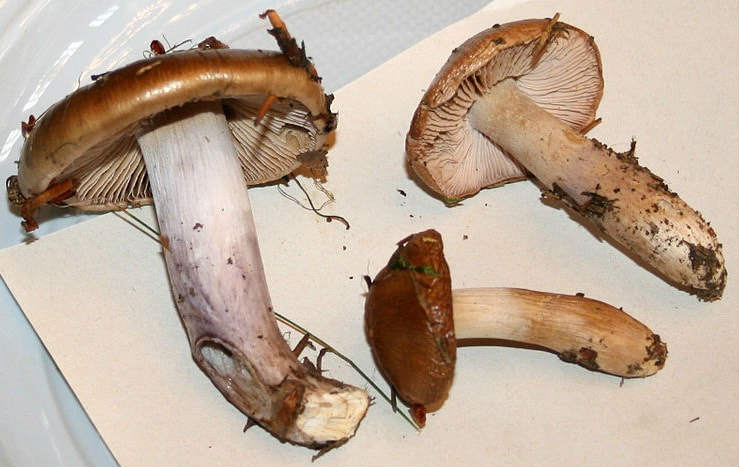 Паутинник Паутинник