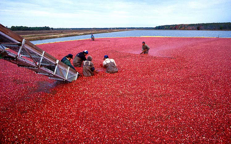 Плантация клюквы