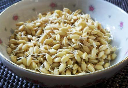 Пророщенная пшеница