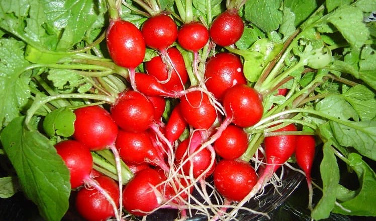 Редис
