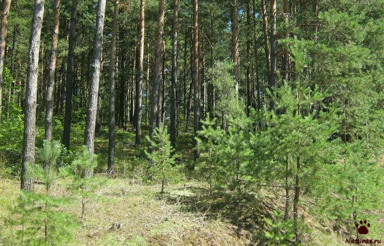 Сосновый лес Сосновый лес