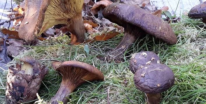 Ядовитые грибы Свинушки Ядовитые грибы Свинушки