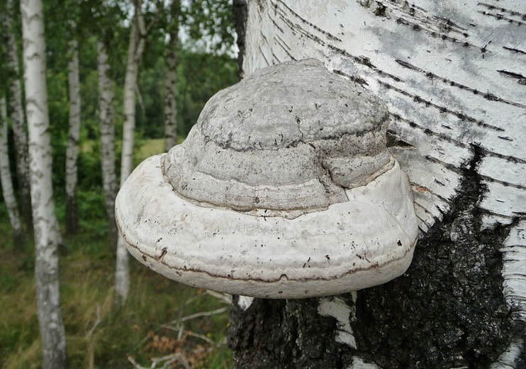 Трутовик, или Трутовой гриб Трутовик